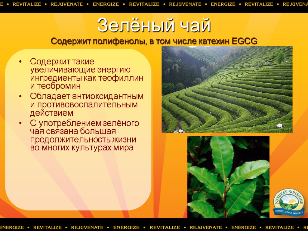 Зелёный чай Cодержит полифенолы, в том числе катехин EGCG Содержит такие увеличивающие энергию ингредиенты
